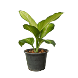 Plantes et fleurs