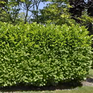 Prunus laurocerasus rotundifolia conteneur de 5 litres hauteur 80/100 cm