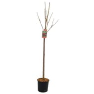 Cerisier prunus avium 10 litres 1/2 tige