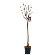 Prunus domestica prunier 10 litres 1/2 tige