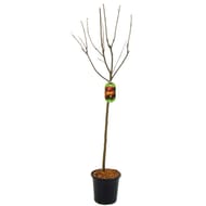 Malus domestica pommier 10litres 1/2tige