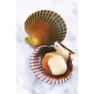 Coquille Saint-Jacques