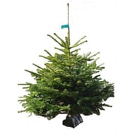 Sapin Nordmann qualité standard  150/175