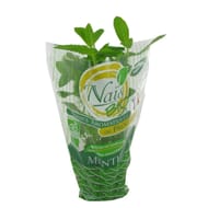 Menthe bio