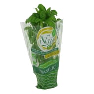 Basilic bio