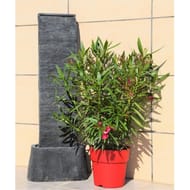 Laurier rose pot terrasse ct 27 8L HT50-60