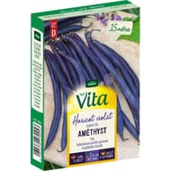Vita Vilmorin haricot amethyst