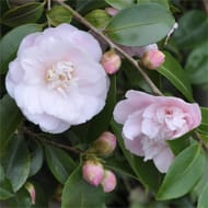Camelia japonica 3 ans d'age c.2l