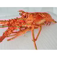 Langouste cuite