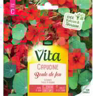 Vita Vilmorin capucine boule feu