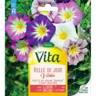 Vita Vilmorin belle de jour variee