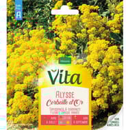 Vita Vilmorin alysse corbeille or