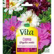 Vita Vilmorin cosmos psychee