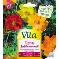 Vita Vilmorin cosmos sulphureus varie