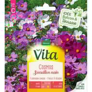 Vita Vilmorin cosmos sensation nain