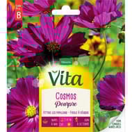 Vita Vilmorin cosmos pourpre