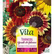 Vita Vilmorin tournesol beaute automne