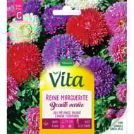 Vita Vilmorin reine marguerite beaute mix