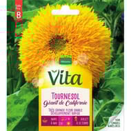 Vita Vilmorin tournesol  californie