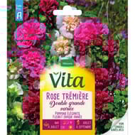 Vita Vilmorin rose tremiere double