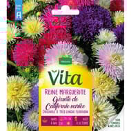Vita Vilmorin reine marguerite californie