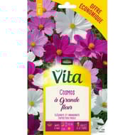 Vita Vilmorin cosmos grande fleur eco