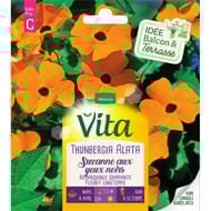 Vita Vilmorin thunbergia alata