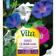 Vita Vilmorin ipomee volubilis variee