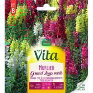 Vita Vilmorin muflier grand loup varie