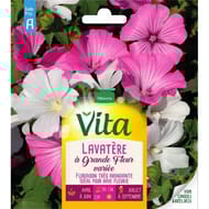 Vita Vilmorin lavatere a grande fleur variee