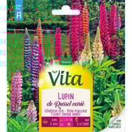 Vita Vilmorin lupin hybride de russel