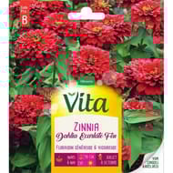 Vita Vilmorin zinnia dahlia ecarlate