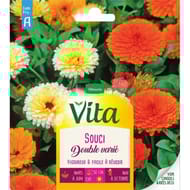 Vita Vilmorin souci double varie