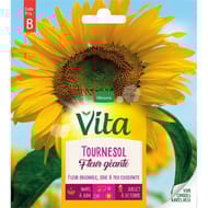 Vita Vilmorin tournesol fleurs geantes