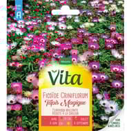 Vita Vilmorin ficoïde crinoflorum