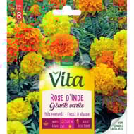 Vita Vilmorin rose inde geante mix