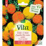 Vita Vilmorin rose inde cupidon mix