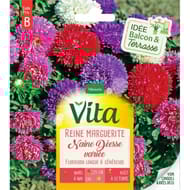Vita Vilmorin reine marguerite naine mix