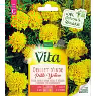 Vita Vilmorin oeillet inde petite yellow