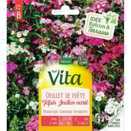 Vita Vilmorin oeillet poete tapis mix