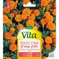 Vita Vilmorin oeillet inde double orange
