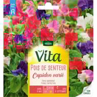 Vita Vilmorin pois senteur cupidon mix