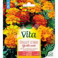 Vita Vilmorin oeillet inde bonita double