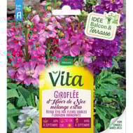 Vita Vilmorin giroflee hiver nice mix