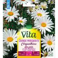 Vita Vilmorin grande marguerite blanche
