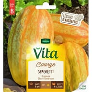 Vita Vilmorin courge spaghetti