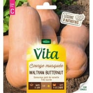 Vita Vilmorin courge waldham butternut