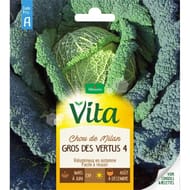Vita Vilmorin chou milan gros vertus 4