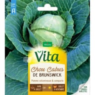 Vita Vilmorin chou cabus de brunswick