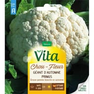 Vita Vilmorin chou fleur geant automne